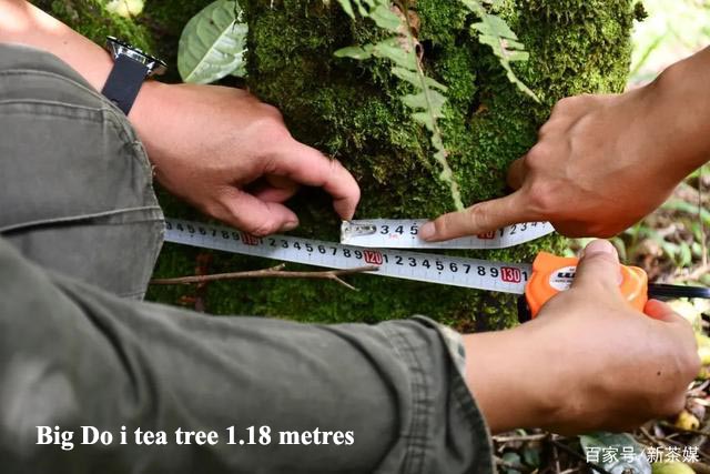 doi tree 1.jpg