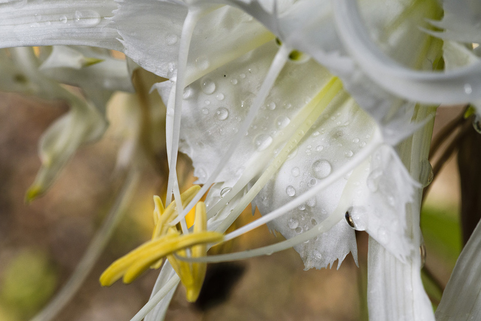230101 Wet Lilies between the rains DEB_6611 copy 2.jpg
