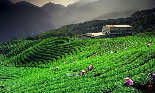 https://www.riddhimart.com/temi-tea-garden-south-sikkim