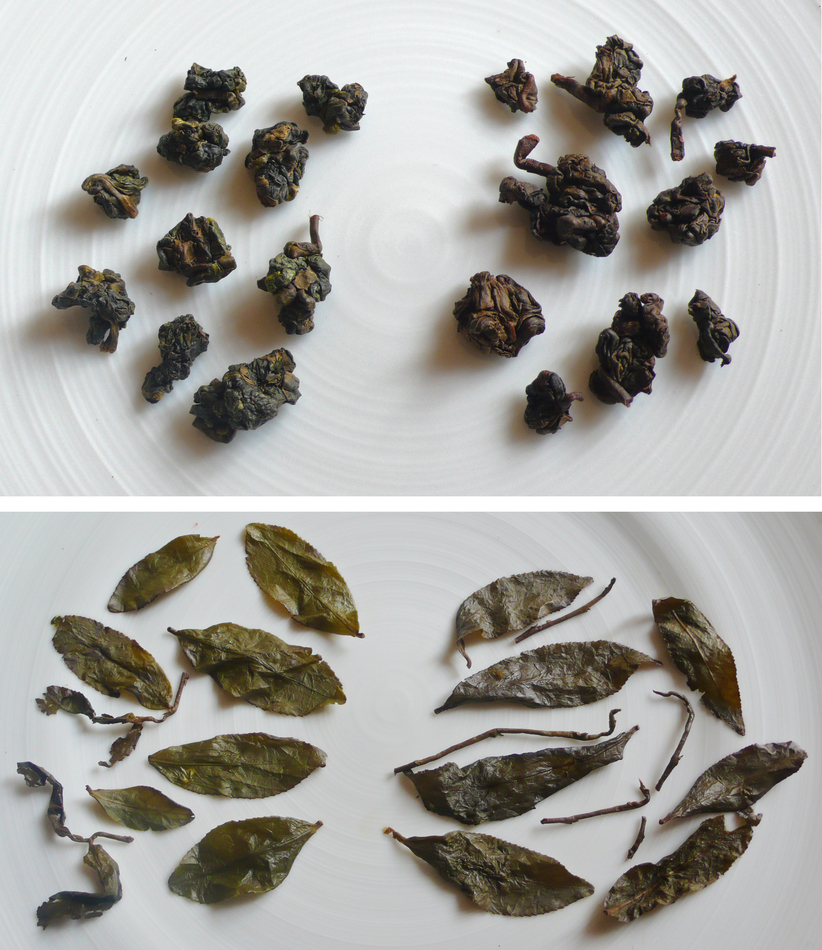 left-HY Chen Light Roast DD right-Laoshi Medium Roast DD_L1010322 comp.jpg