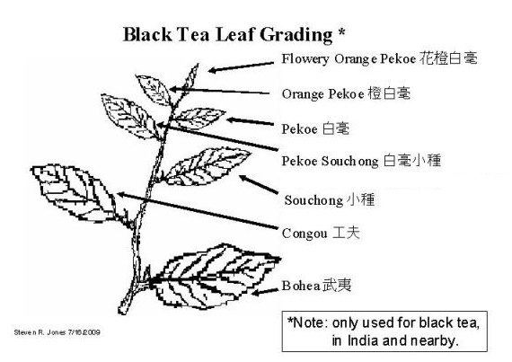 Black_tea_grading.jpg