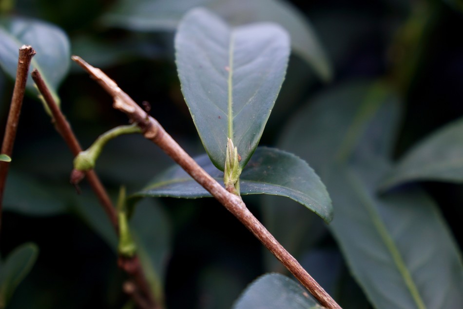 New Growth, Alishan February 23, 2020