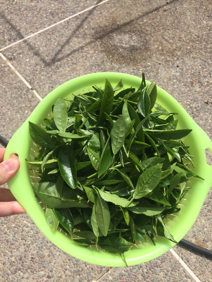 Picking fresh spring leaves