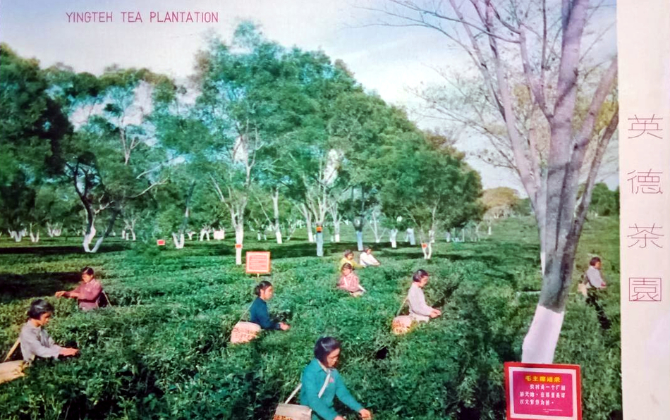yingteh-plantation.jpg