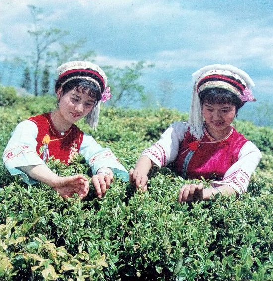yunnan-teapickers.jpg