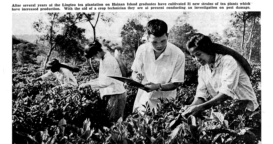 lingtou-tea-plantation-1974.jpg
