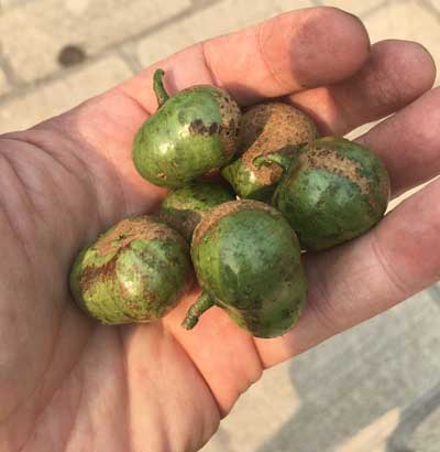 Tea tree fruit with seed inside